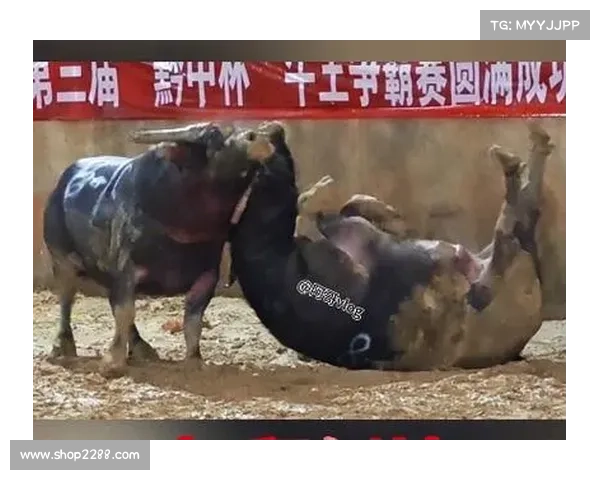斗牛赛事体育直播;斗牛比赛视频全部视频 斗牛赛事体育直播;斗牛比赛视频全部视频